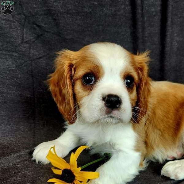Mr Huckabuck, Cavalier King Charles Spaniel Puppy